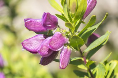 Polygala myrtifolia, Polygalaceae