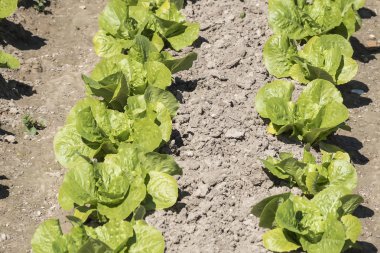 Meyve bahçesinde marul