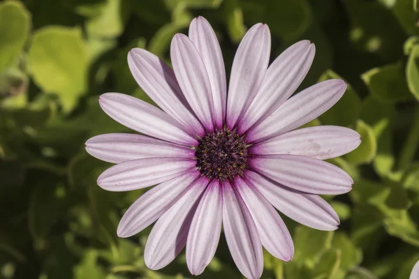 Dimorphotheca ecklonis flor violeta — Fotografia de Stock