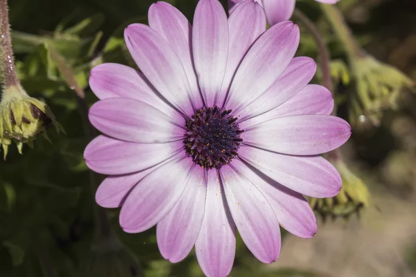 Dimorphotheca ecklonis flor violeta — Fotografia de Stock