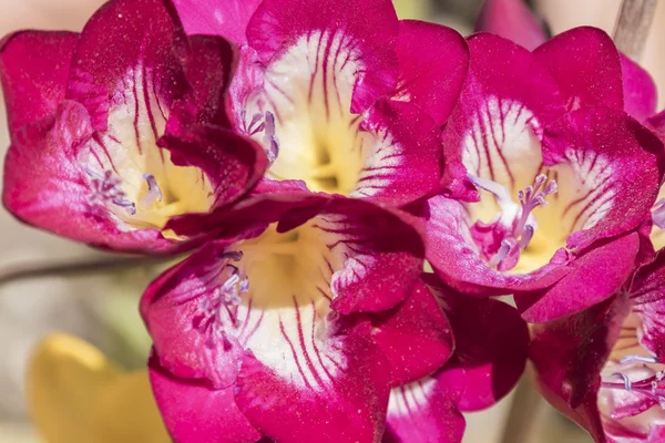Flor de freesia rosa en el jardín —  Fotos de Stock