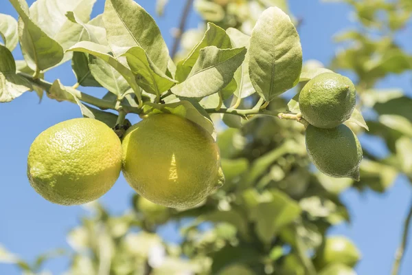 Unripe lemons on the tree — Stock Photo, Image