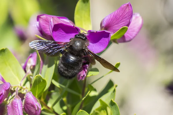  Xylocopa yaban arısı Polygala Myrtifolia 'yı döllüyor