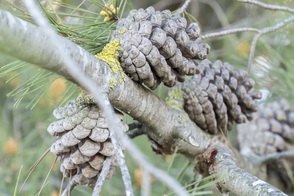 Trockene und offene Tannenzapfen im Baum — Stockfoto