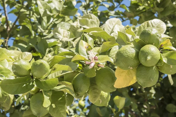 Limones inmaduros en el árbol, flor de limón — Foto de Stock