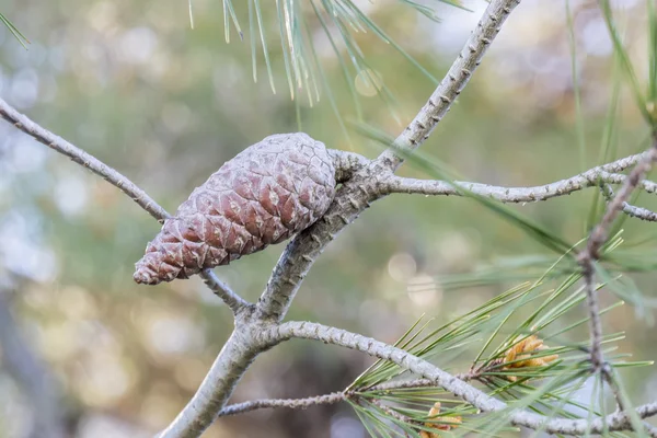 Geschlossener Tannenzapfen im Baum — Stockfoto