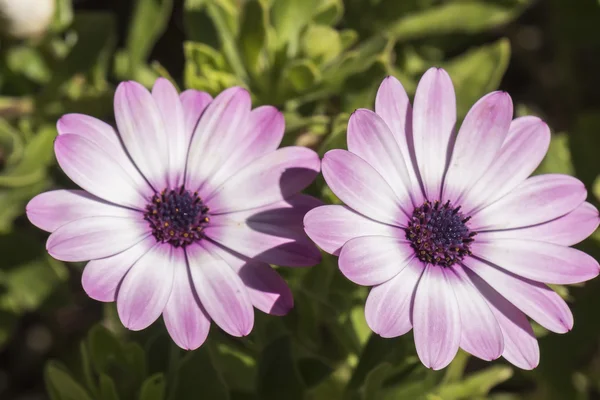 Dimorphotheca ecklonis flor violeta — Fotografia de Stock