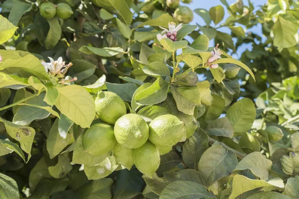 Unripe lemons on the tree, lemon blossom — Stock Photo, Image
