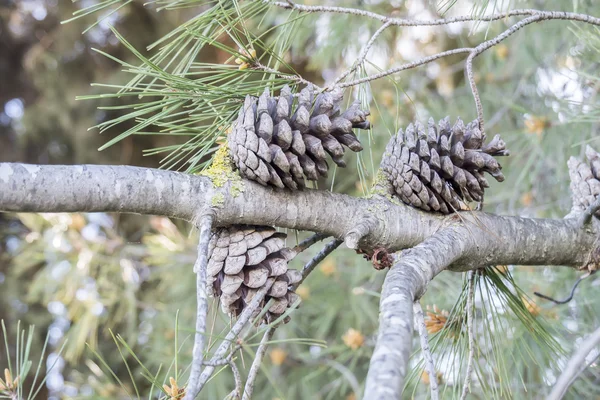 Trockene und offene Tannenzapfen im Baum — Stockfoto