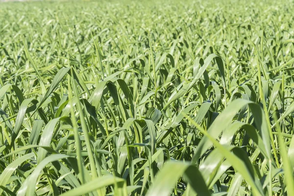 Unreife Hafer ernten — Stockfoto