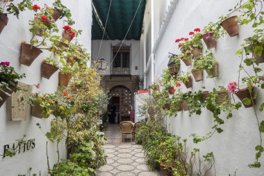 Avlu sardunyalar, Cordoba, İspanya ile dekore edilmiştir.