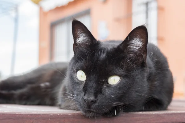 Gatto nero appoggiato su un tavolo — Foto Stock