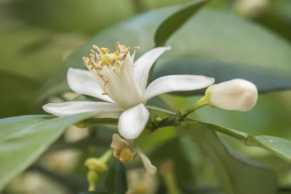 Fleur d'oranger au printemps, fleur d'azahar — Photo