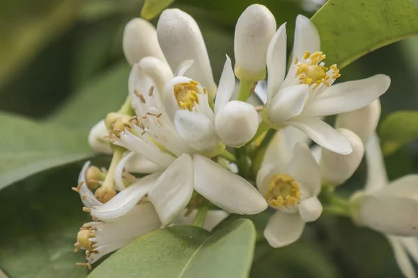 Orange blossom in spring, azahar flower — Stock Photo, Image