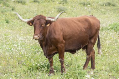 Çiçekli bir çayırda boğa