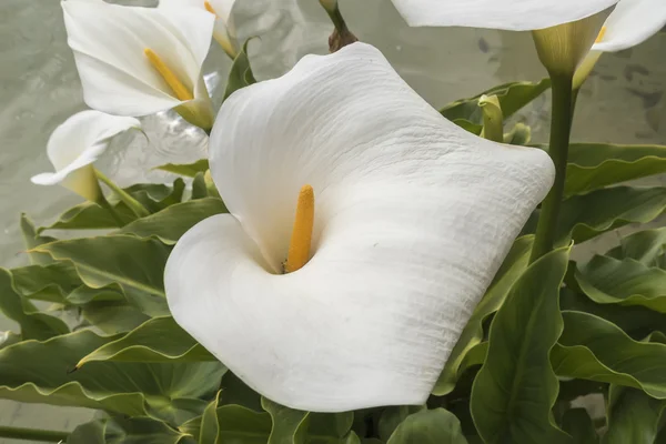 White Callas lilies at the corner of a pond — Stock Photo, Image