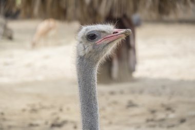 Struthio camelus baş, devekuşu kafasını