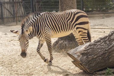 Equus quagga, ovaları zebra