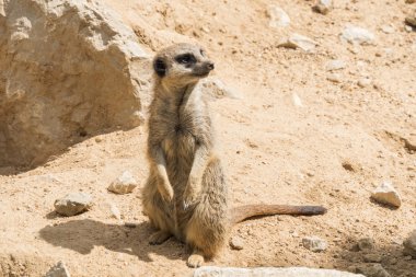Suricata suricatta, çöl faresi
