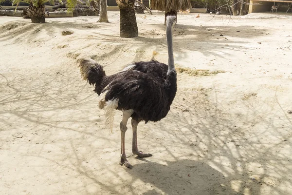 Struthio camelus, pštros — Stock fotografie