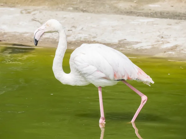 Flamingo 's rustend op de oever van een vijver — Stockfoto