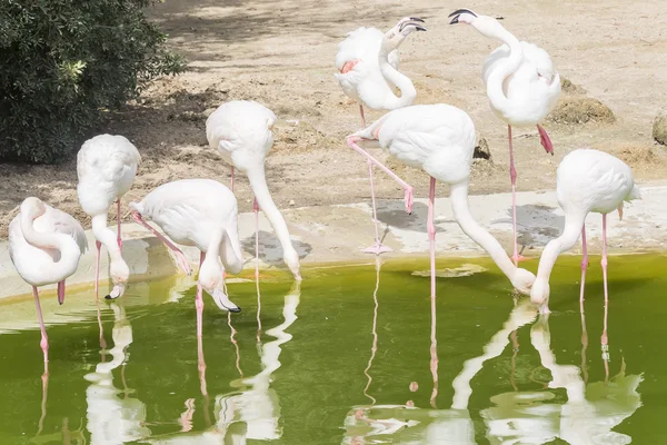 Flamingo 's rustend op de oever van een vijver — Stockfoto
