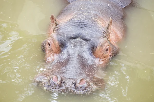 Hipopótamo anfibio en el agua —  Fotos de Stock