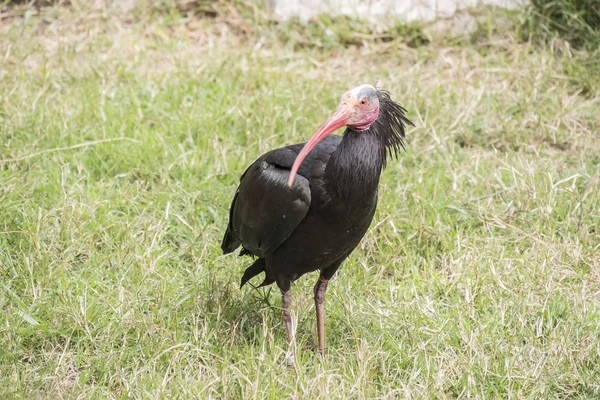 Gerunticus eremita, Kuzey kel Ibis