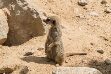 Suricata suricatta, çöl faresi, ayakta