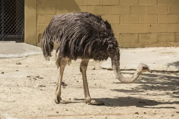 Struthio camelus hlava, pštros hlavu — Stock fotografie