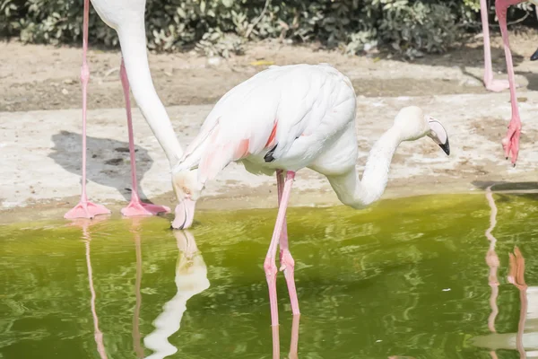 Flamingo 's rustend op de oever van een vijver — Stockfoto