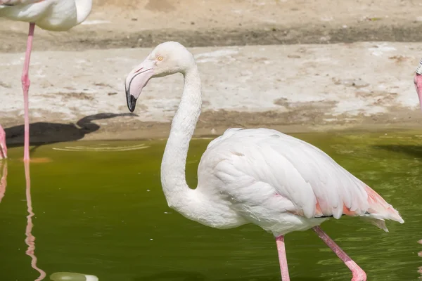 Flamingo 's rustend op de oever van een vijver — Stockfoto