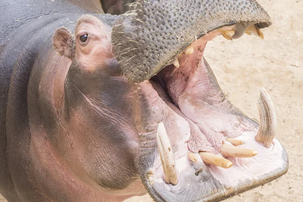 Nijlpaard amphibius, met de mond open — Stockfoto