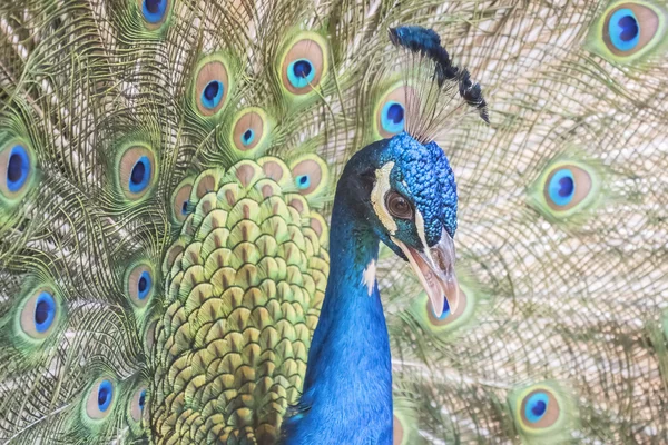 Pavo cristatus, indiai peafowl — Stock Fotó