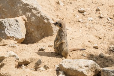 Suricata suricatta, çöl faresi