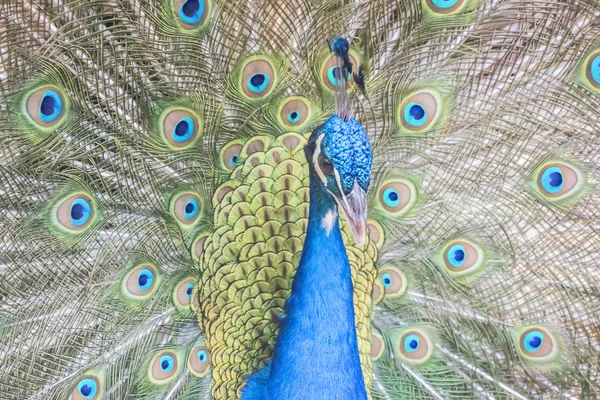 Pavo cristatus, indiai peafowl — Stock Fotó