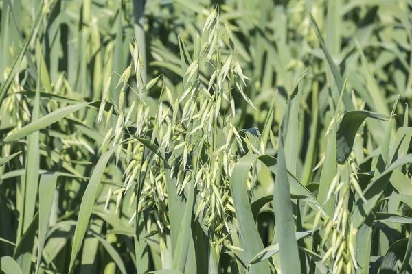 未熟麦収穫、グリーン フィールド — ストック写真