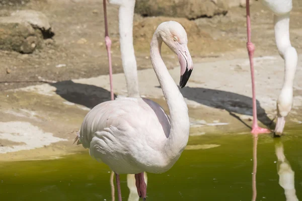 Flamingo 's rustend op de oever van een vijver — Stockfoto