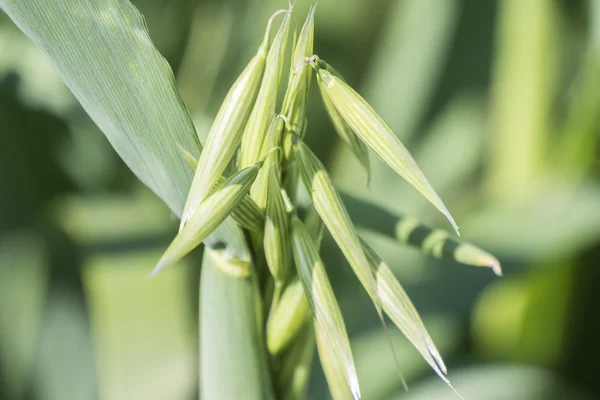 Unripe Oat harvest, green field — Stock Photo, Image