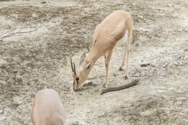 Gazella dorcas neglecta, gazela Dorcas — Fotografia de Stock