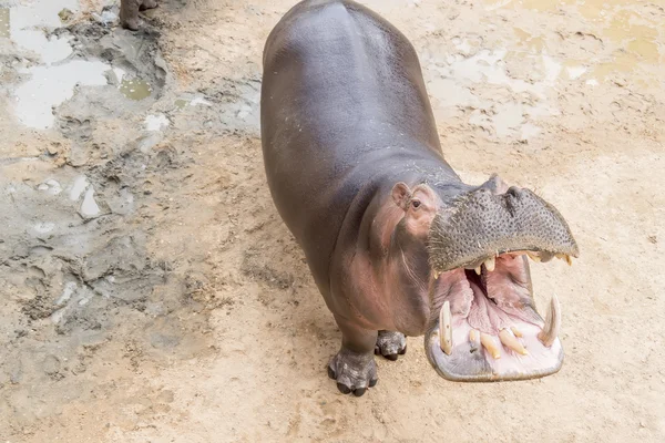 Амфибия бегемота с открытым ртом — стоковое фото