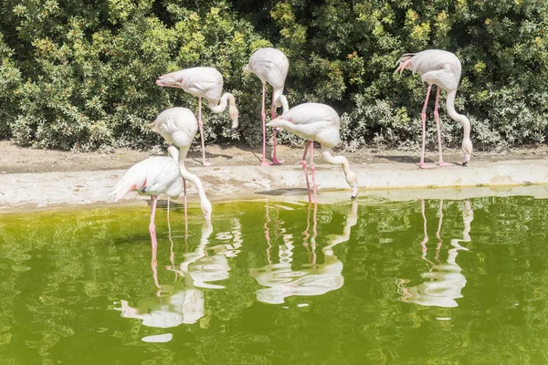 Flamingolar bir göletin kıyısında dinleniyor. — Stok fotoğraf