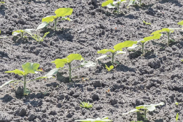 Plant sprout sunflower growing — Stock Photo, Image