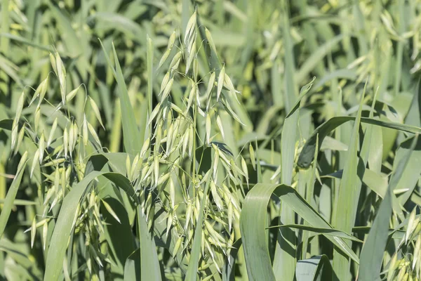 Panen unripe Oat, bidang hijau — Stok Foto