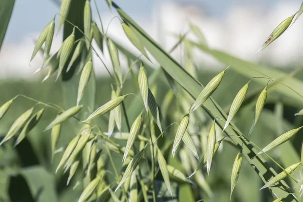 Panen unripe Oat, bidang hijau — Stok Foto