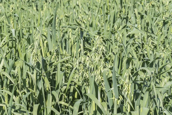 Cosecha de avena inmadura, campo verde — Foto de Stock