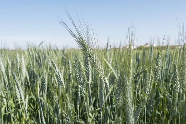 Espigas de trigo inmaduras, campo verde — Foto de Stock