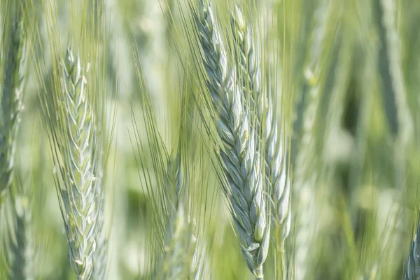 未成熟的麦子耳朵, 绿色领域 — 图库照片