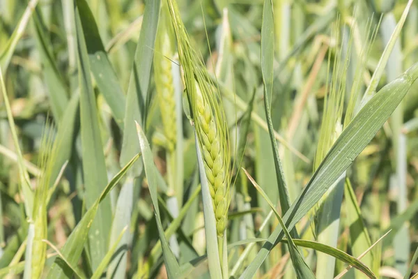 Telinga gandum yang belum matang, ladang hijau — Stok Foto