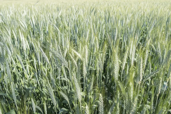 Espigas de trigo inmaduras, campo verde — Foto de Stock